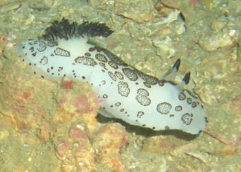 Trauer-Sternschnecke